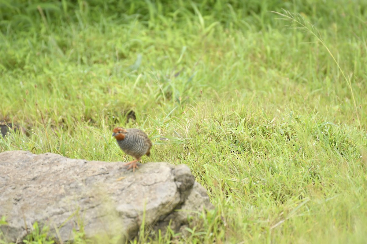 Jungle Bush-Quail - ML647565367