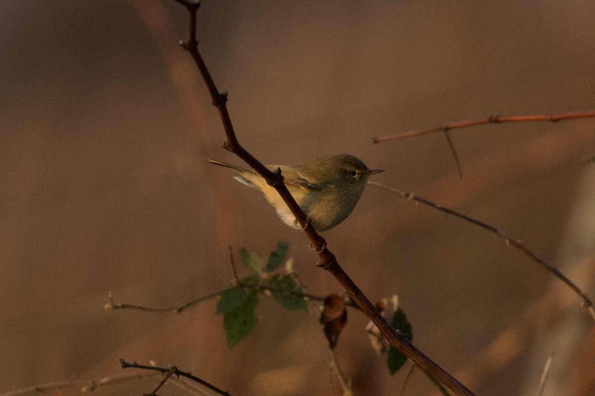 Вівчарик-ковалик - ML647565369