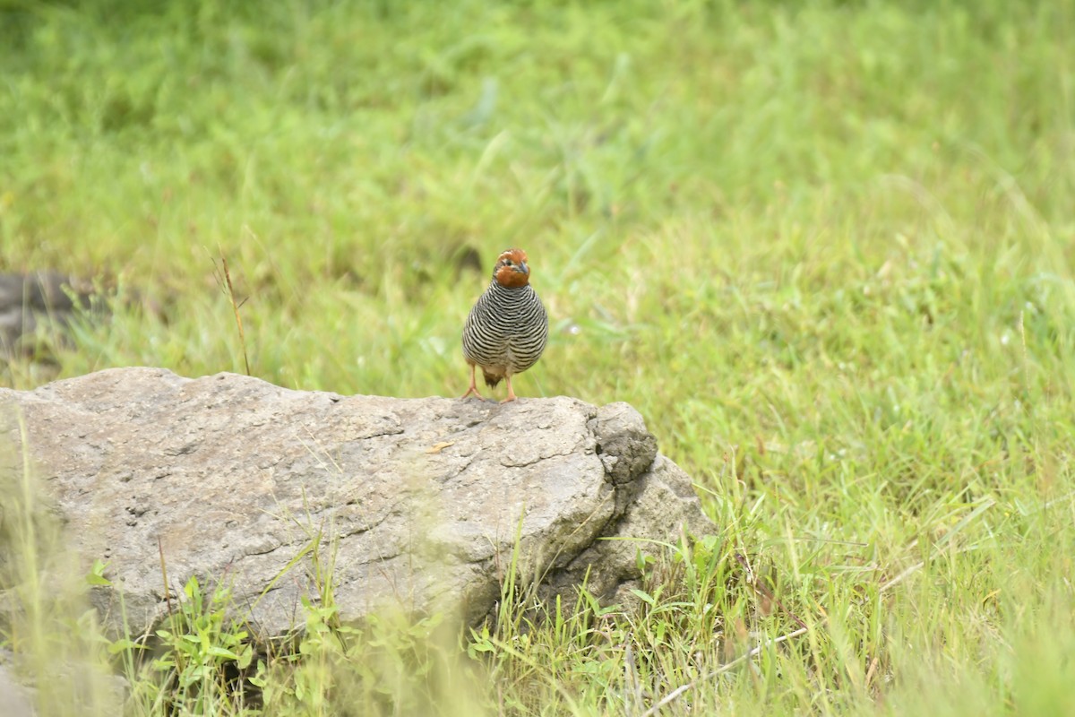 Jungle Bush-Quail - ML647565370