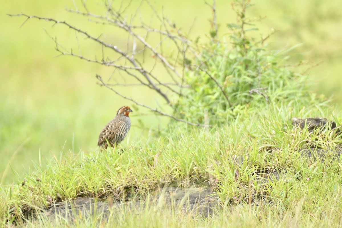 Jungle Bush-Quail - ML647565371