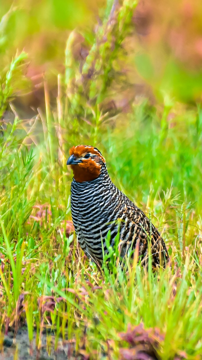 Jungle Bush-Quail - ML647565372