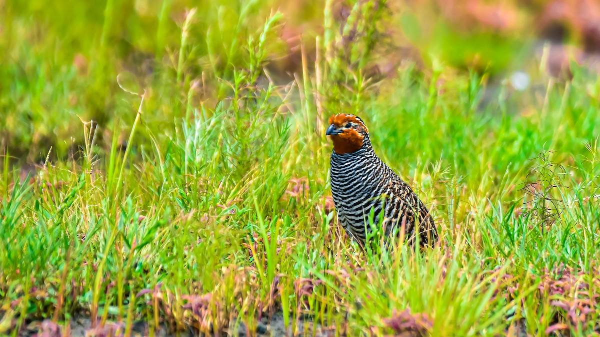 Jungle Bush-Quail - ML647565373