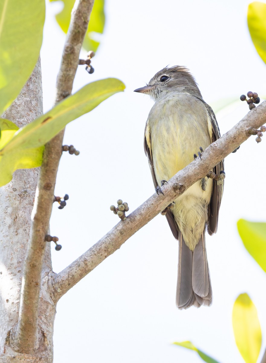 Yellow-bellied Elaenia - ML647565377