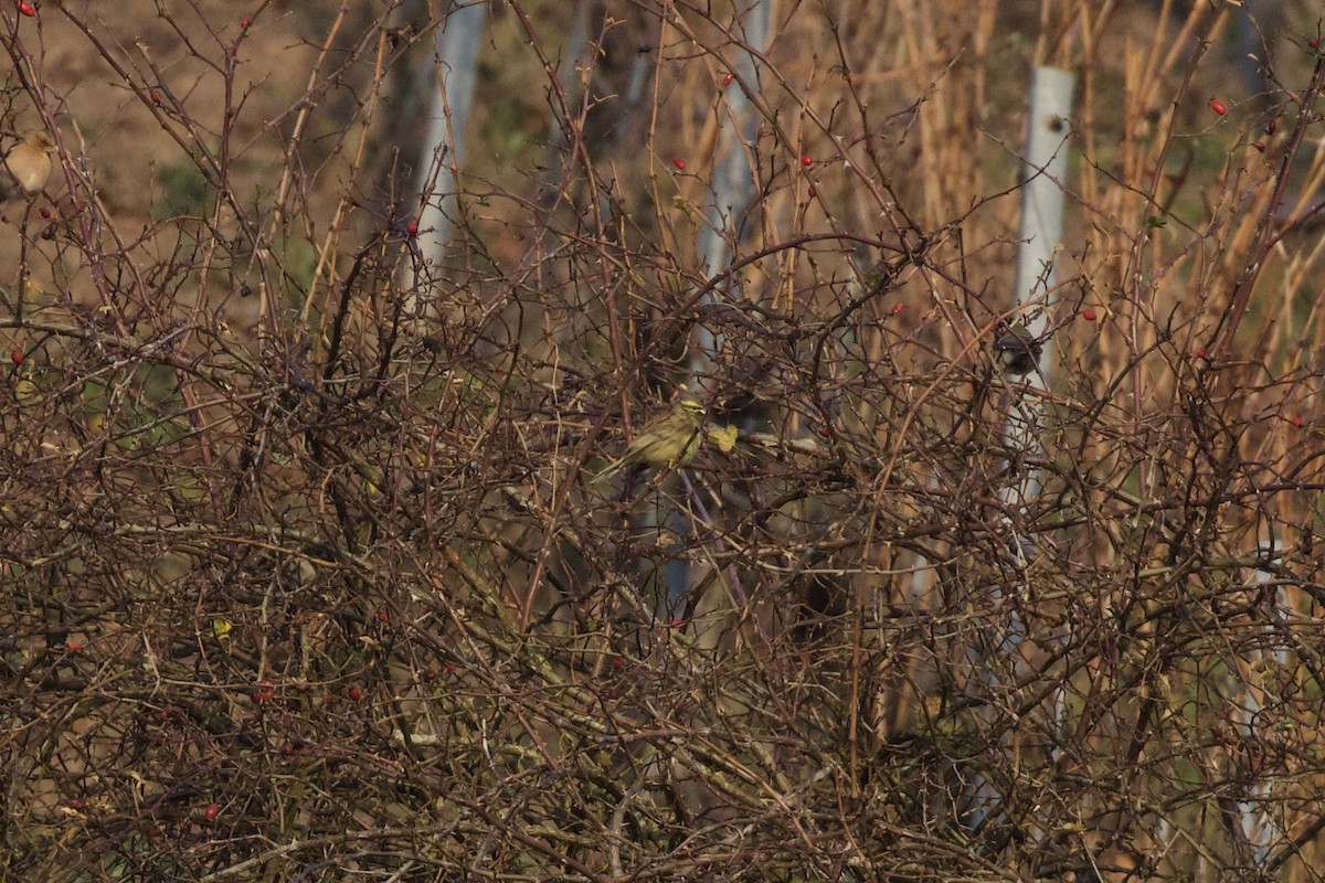 Вівсянка городня - ML647565379