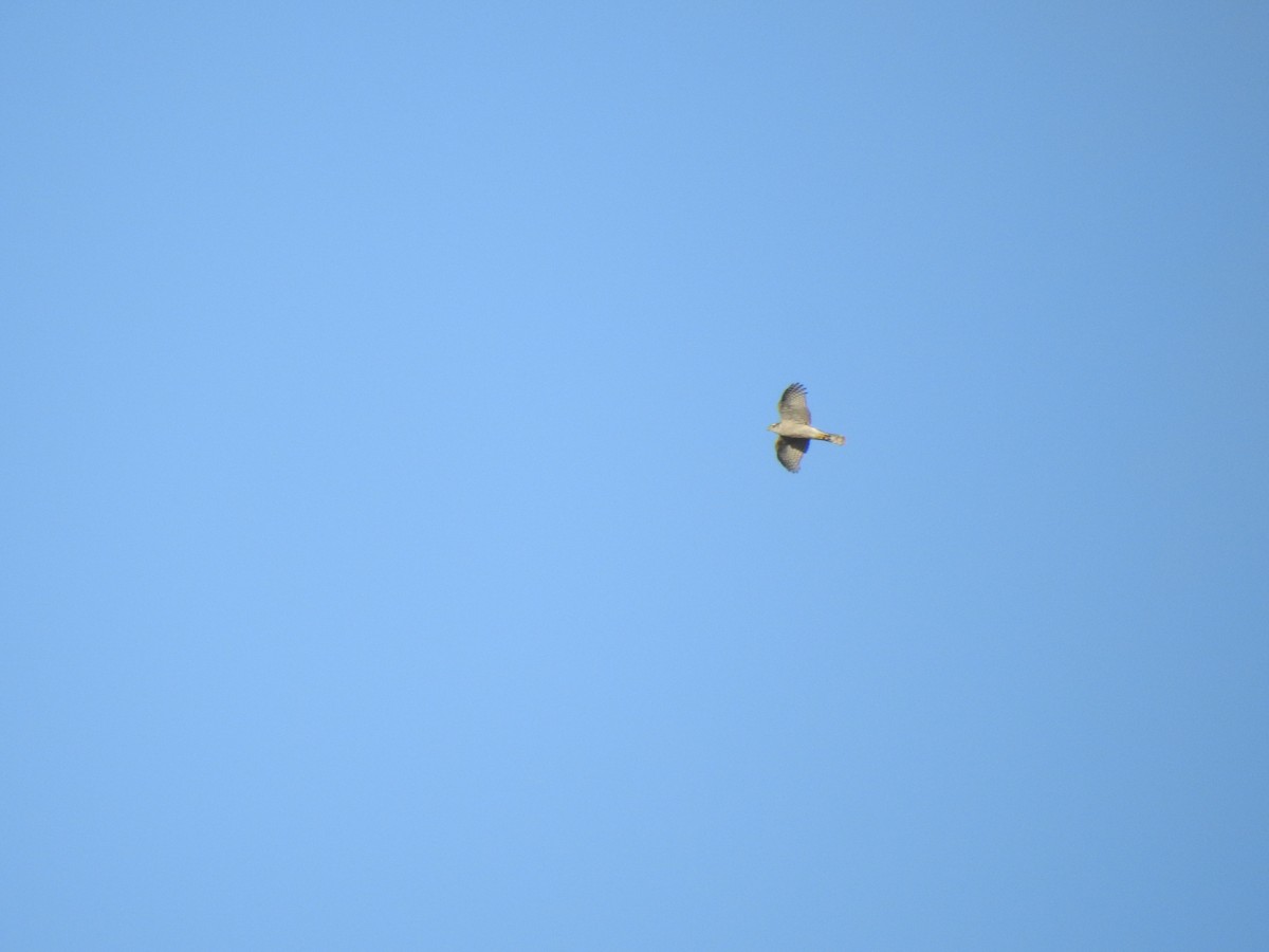 Eurasian Sparrowhawk - ML647565392