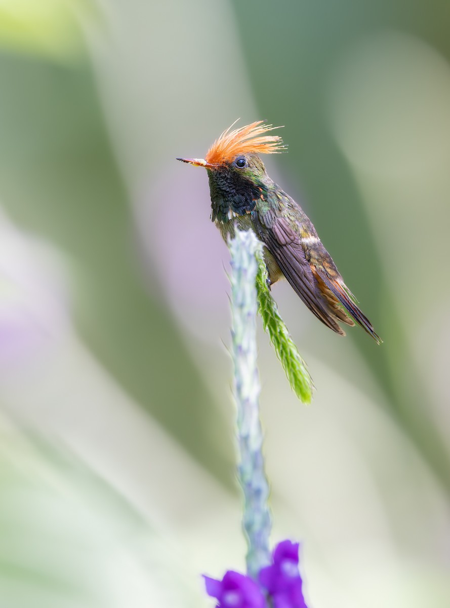 Колібрі-кокетка довгочубий - ML647565394