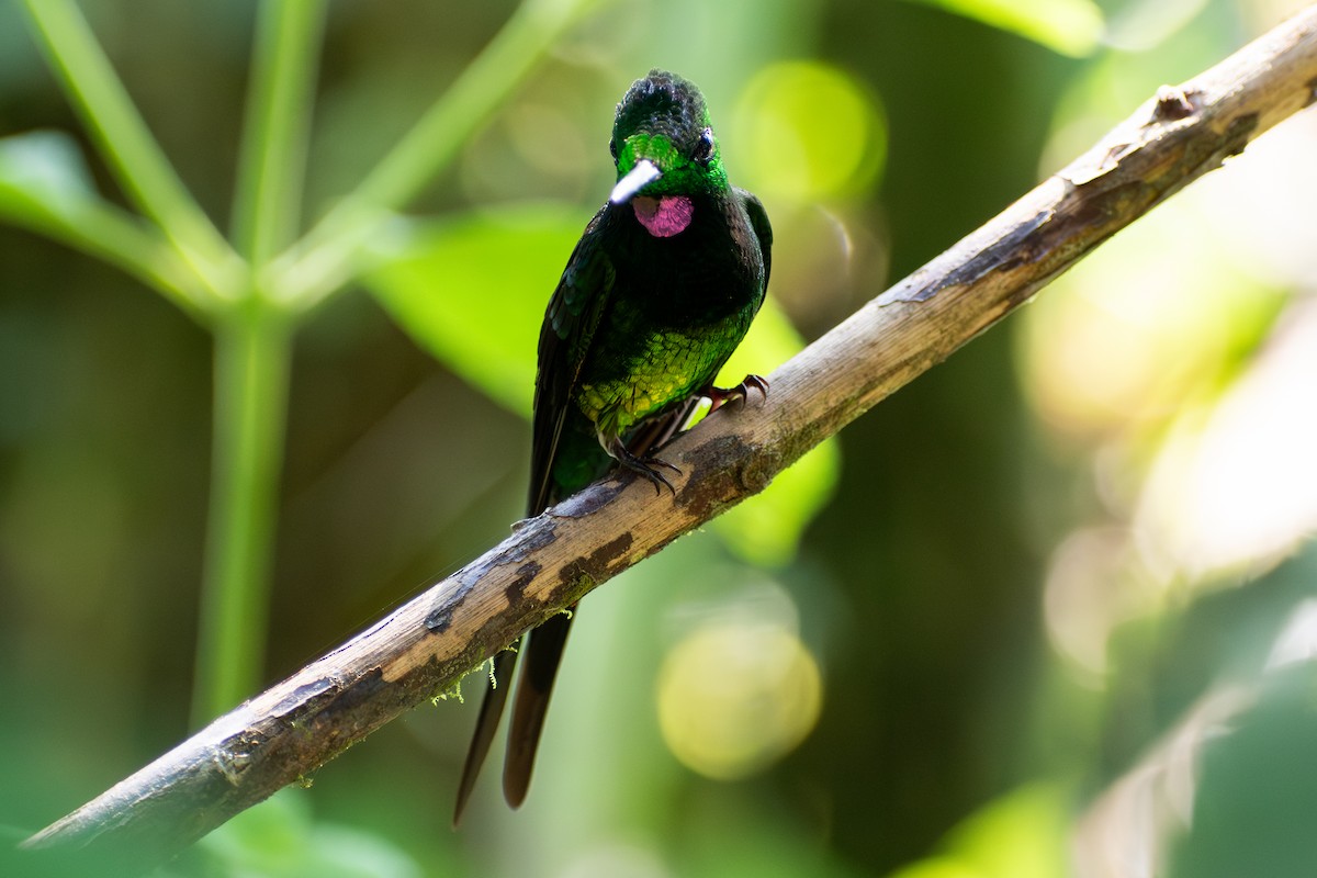 Empress Brilliant - ML647565396