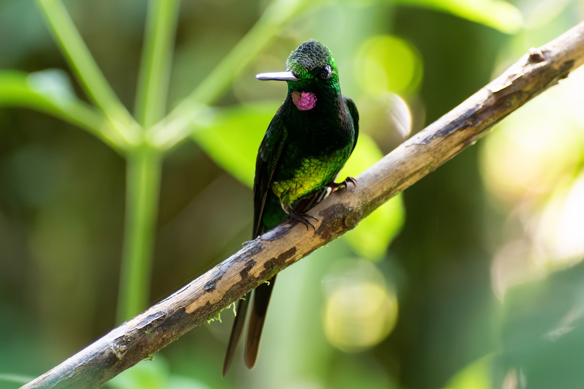 Empress Brilliant - ML647565397