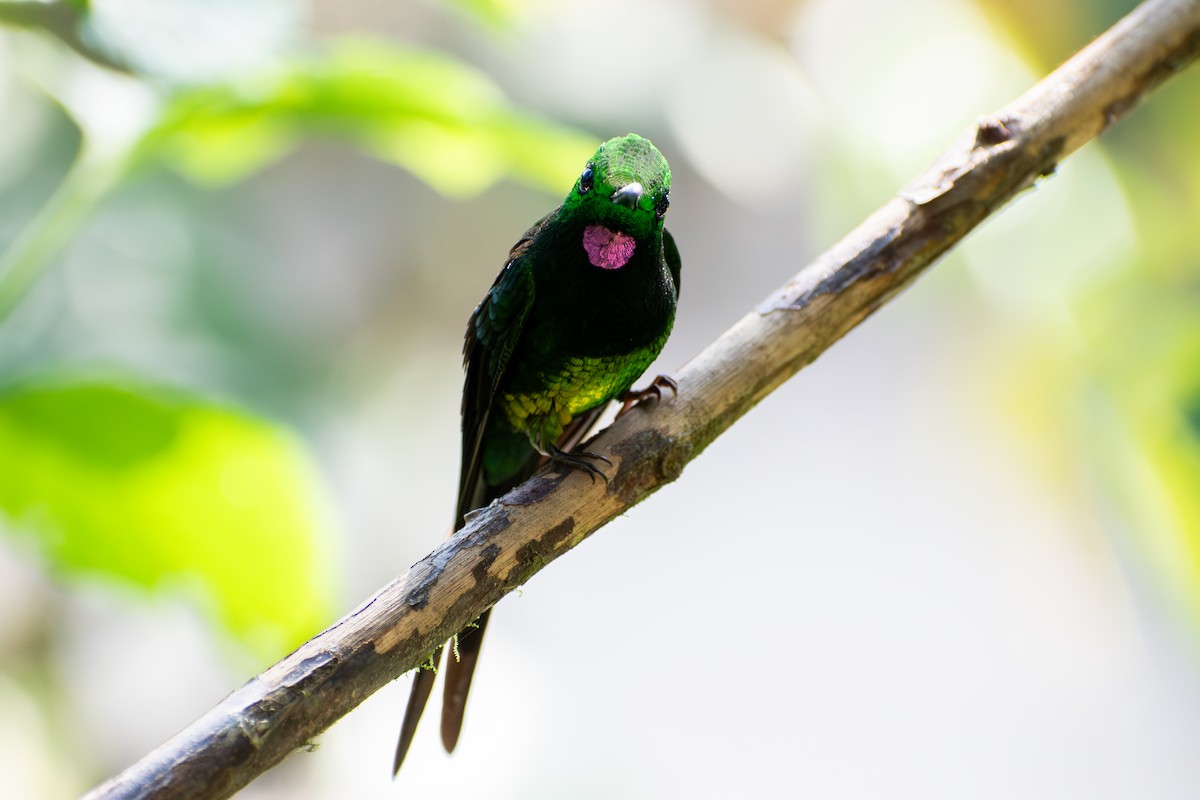 Empress Brilliant - ML647565398