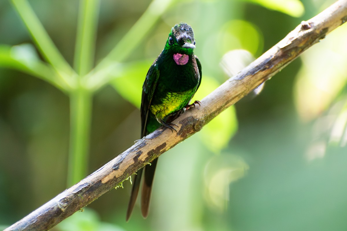 Empress Brilliant - ML647565400