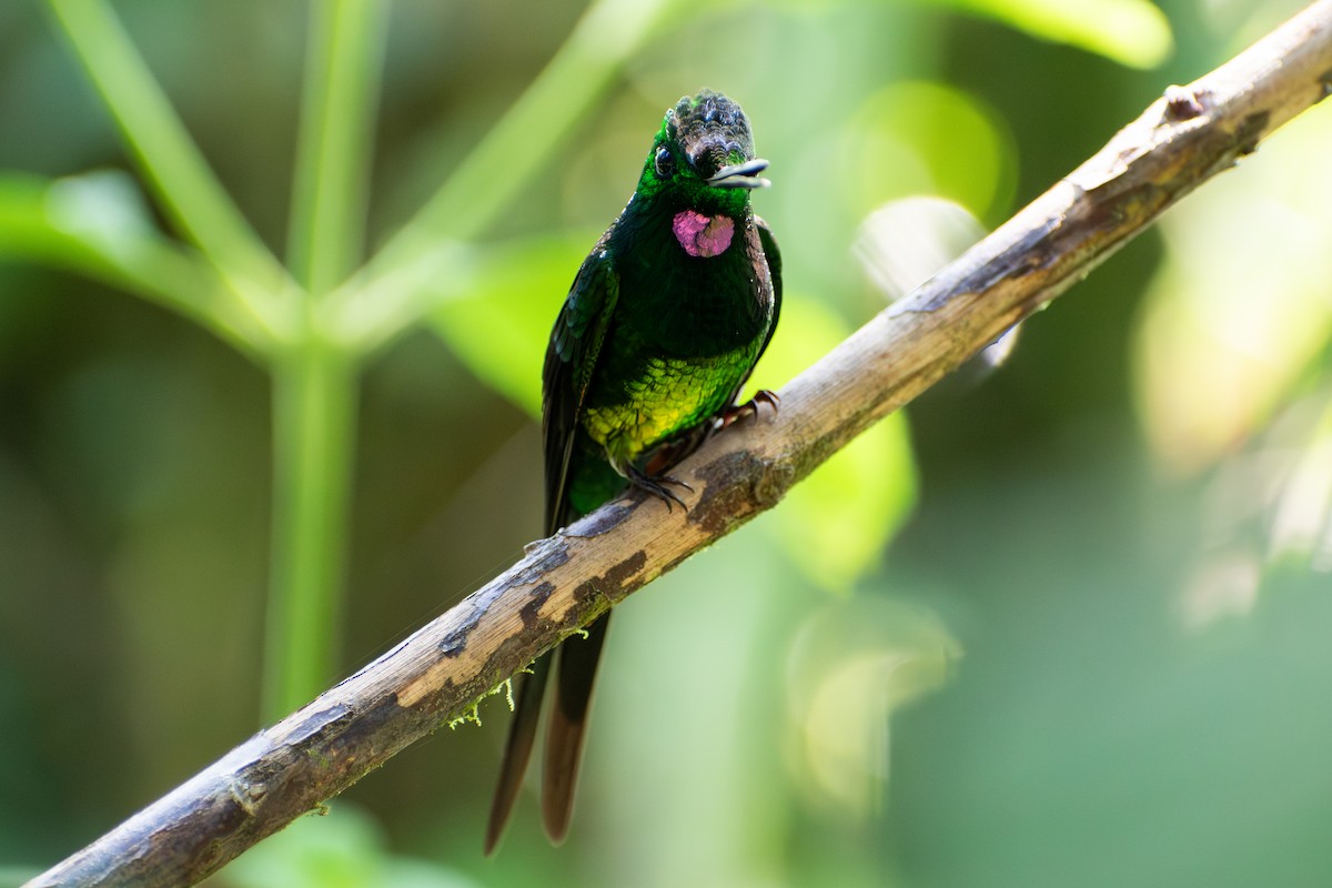 Empress Brilliant - ML647565401