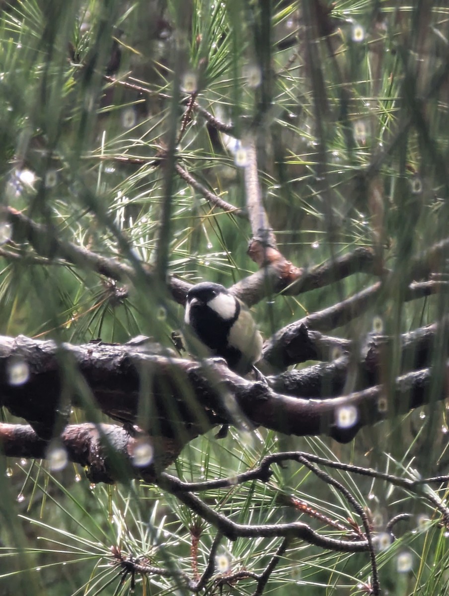 Asian Tit - ML647565405