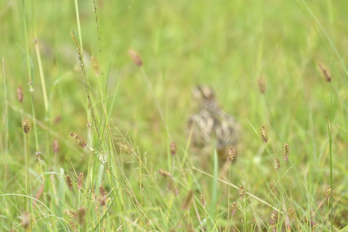 Rain Quail - ML647565406