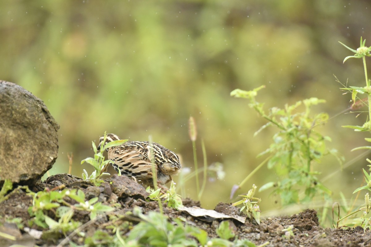 Rain Quail - ML647565407
