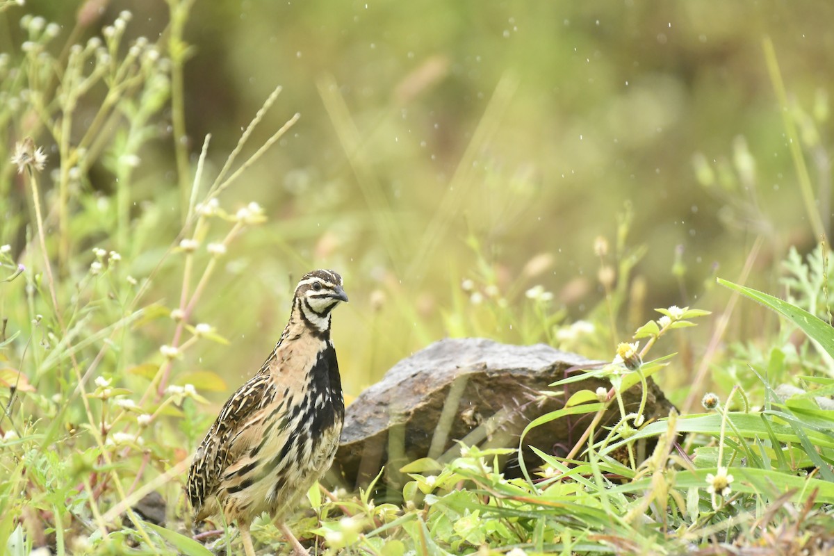 Rain Quail - ML647565408