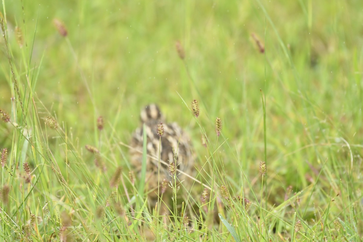 Rain Quail - ML647565409