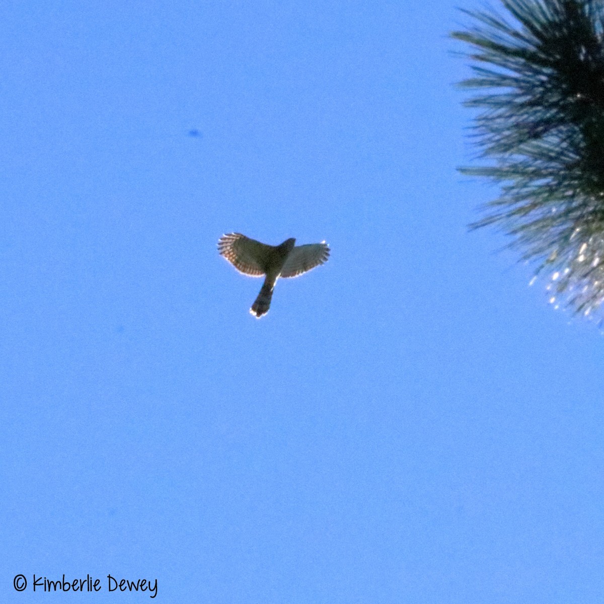 Cooper's Hawk - ML64756541