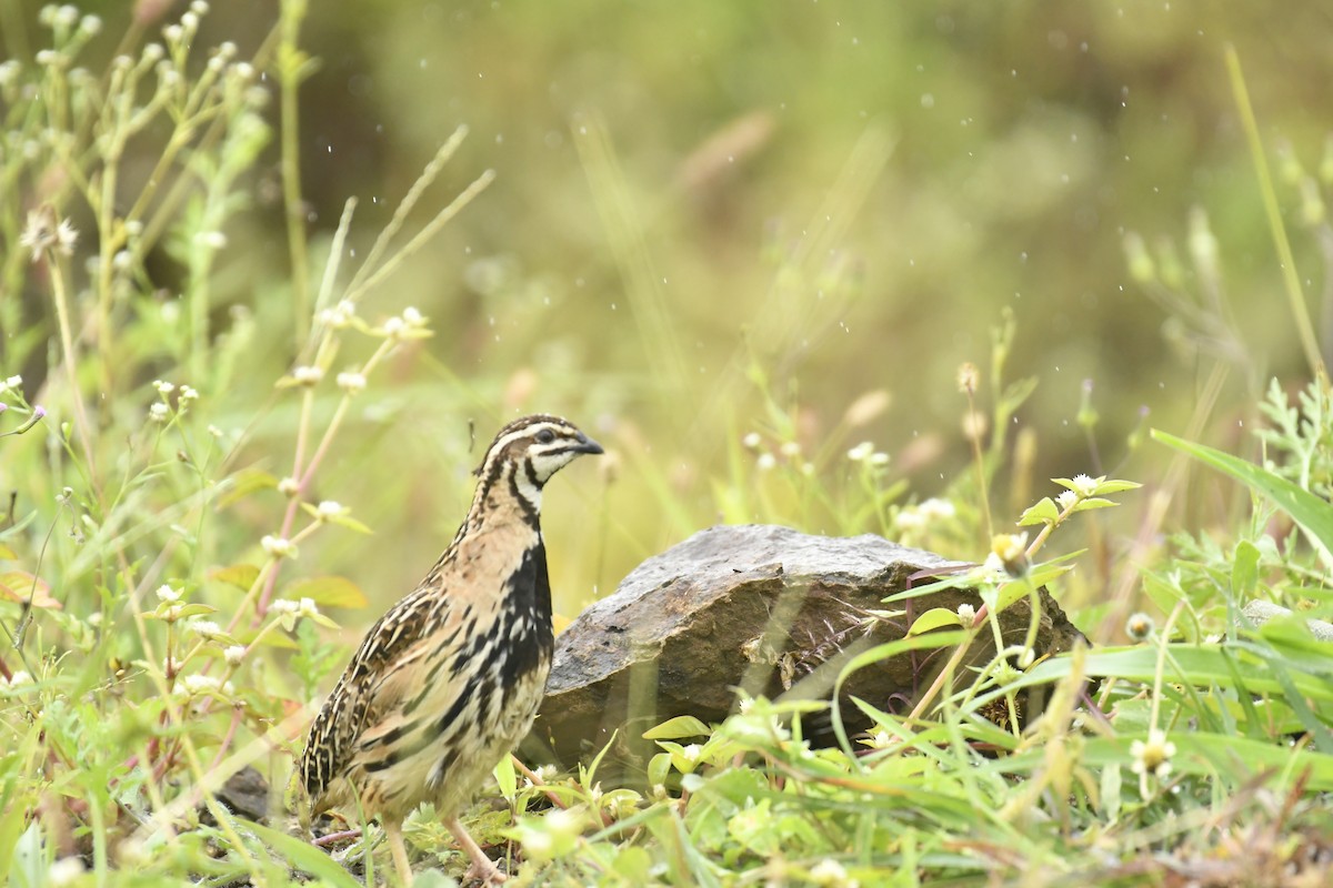 Rain Quail - ML647565410