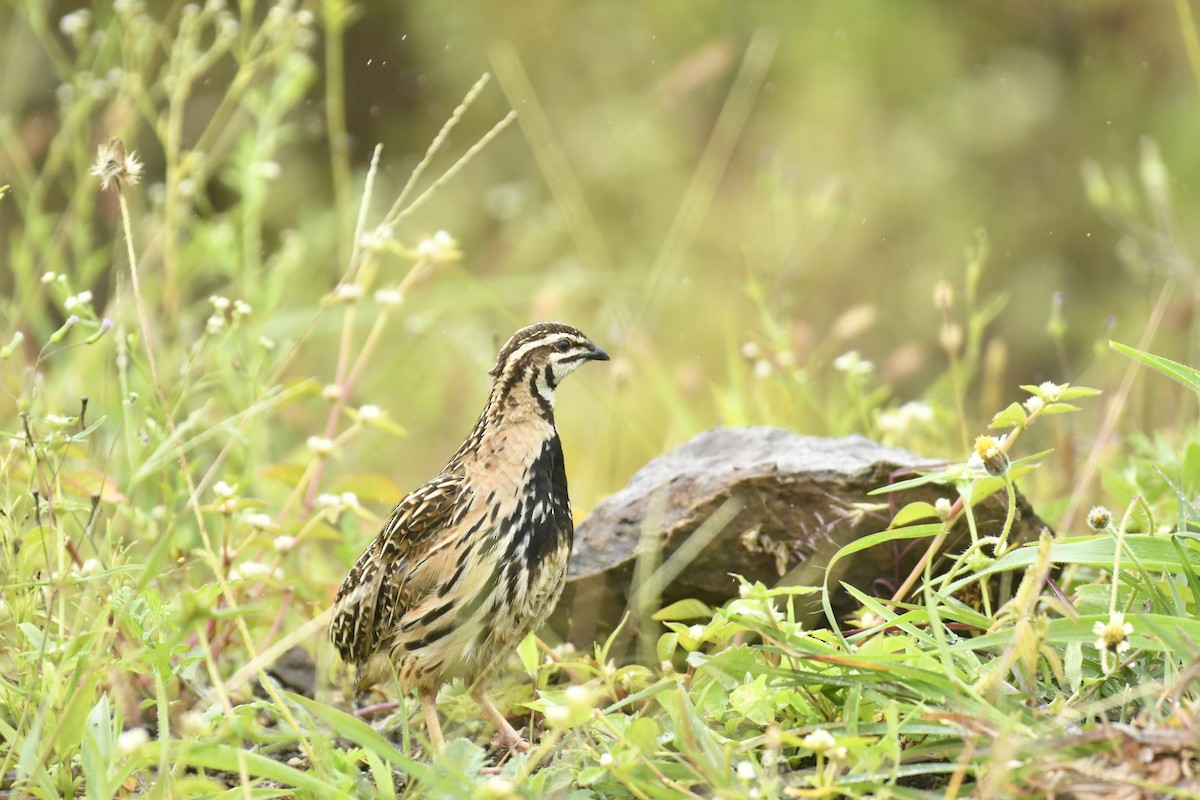 Rain Quail - ML647565411