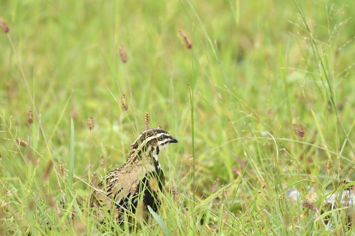Rain Quail - ML647565412