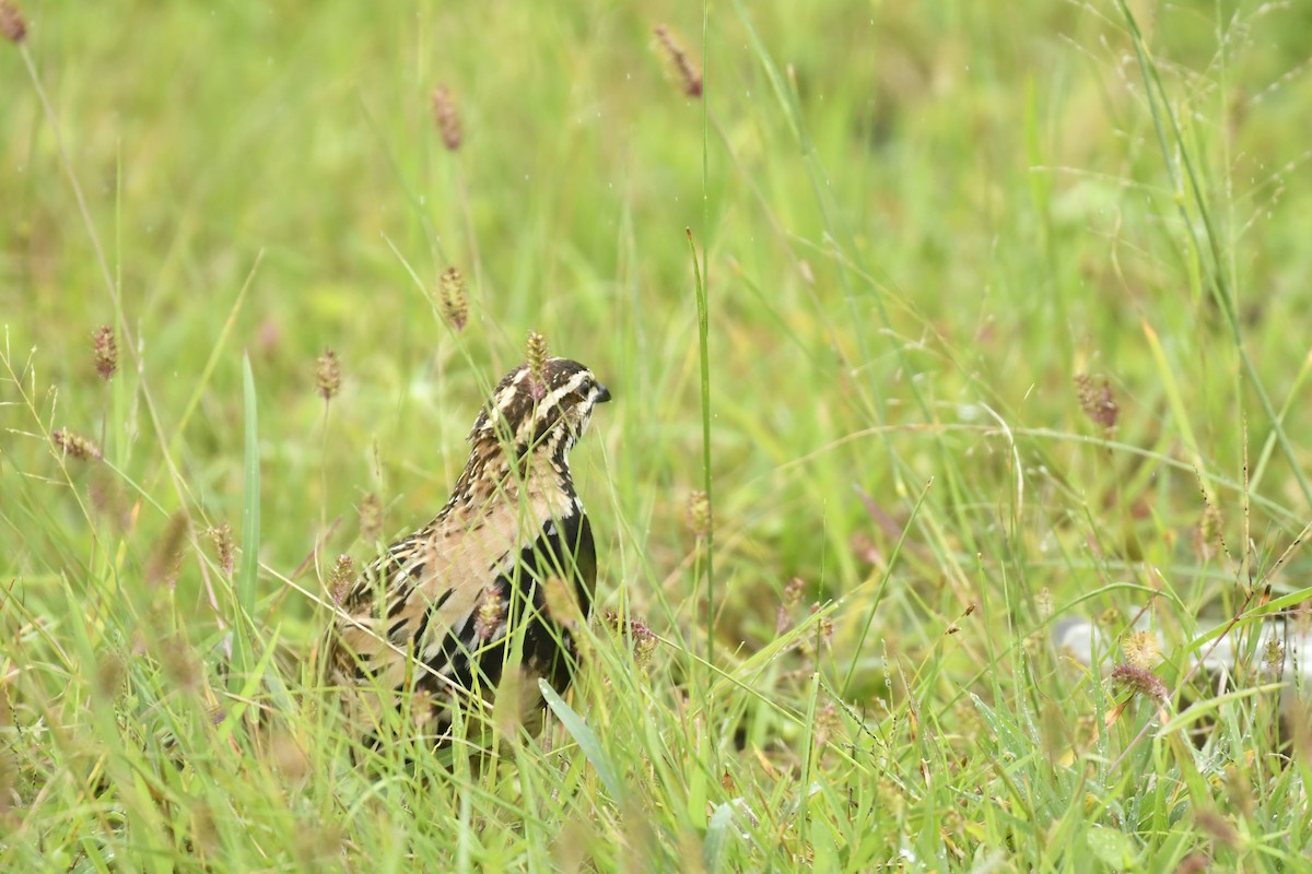 Rain Quail - ML647565413