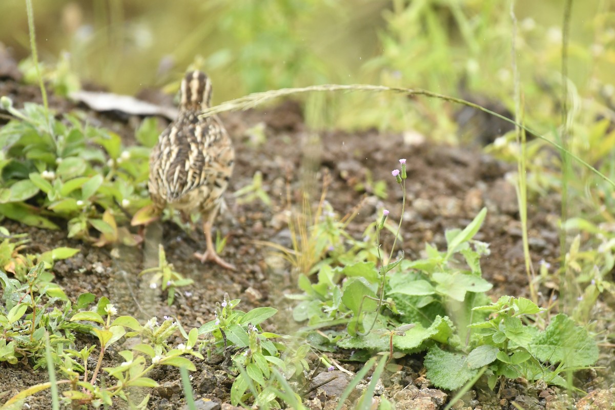 Rain Quail - ML647565414