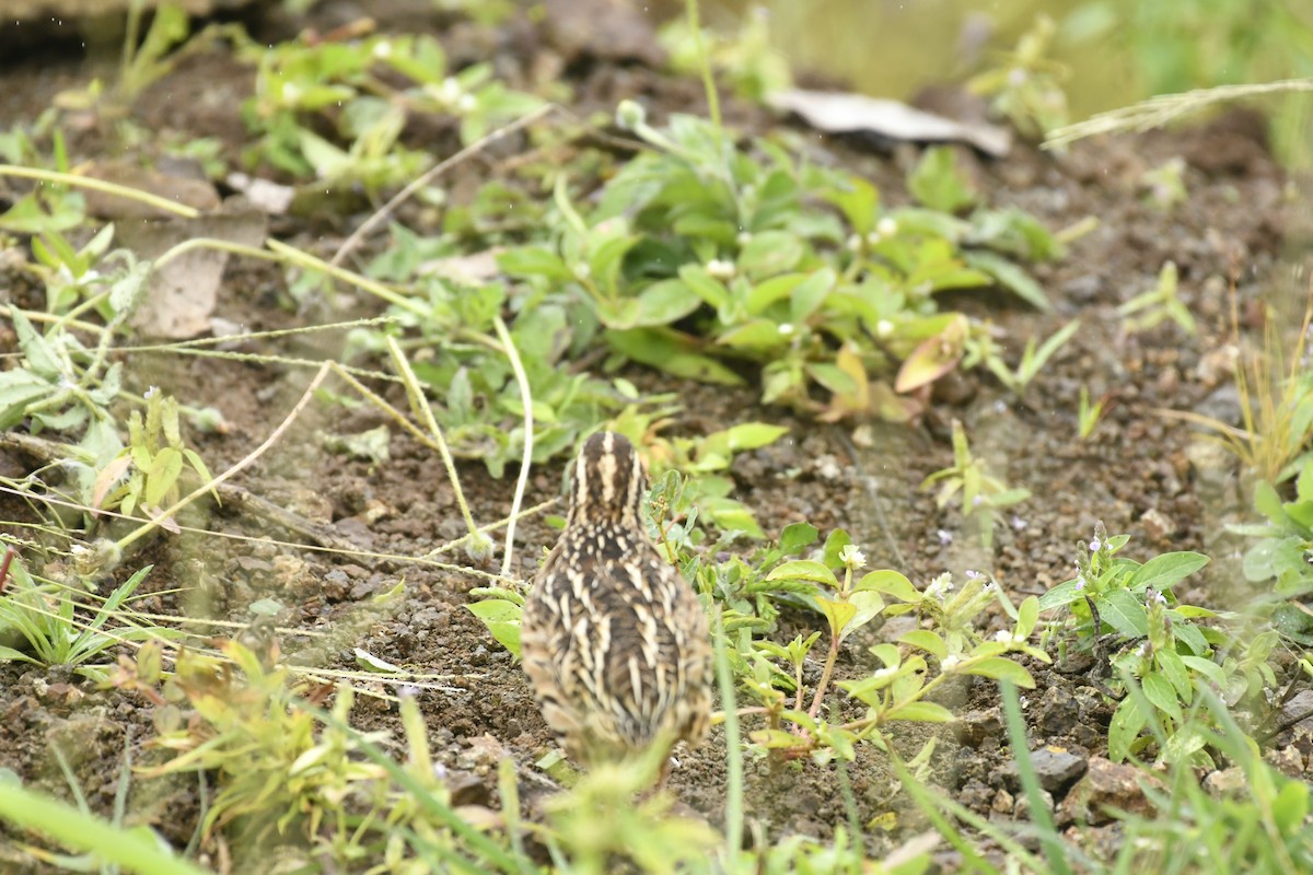 Rain Quail - ML647565415