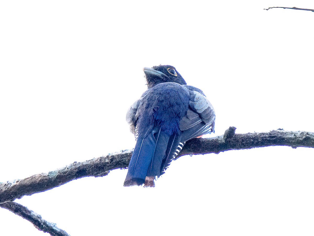 Blue-crowned Trogon - ML647565416