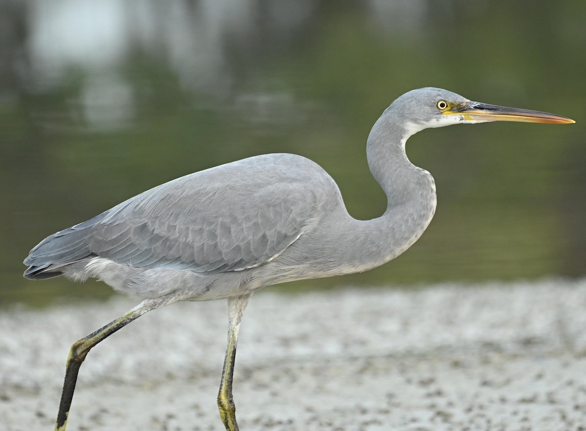 Western Reef-Heron - ML647565446