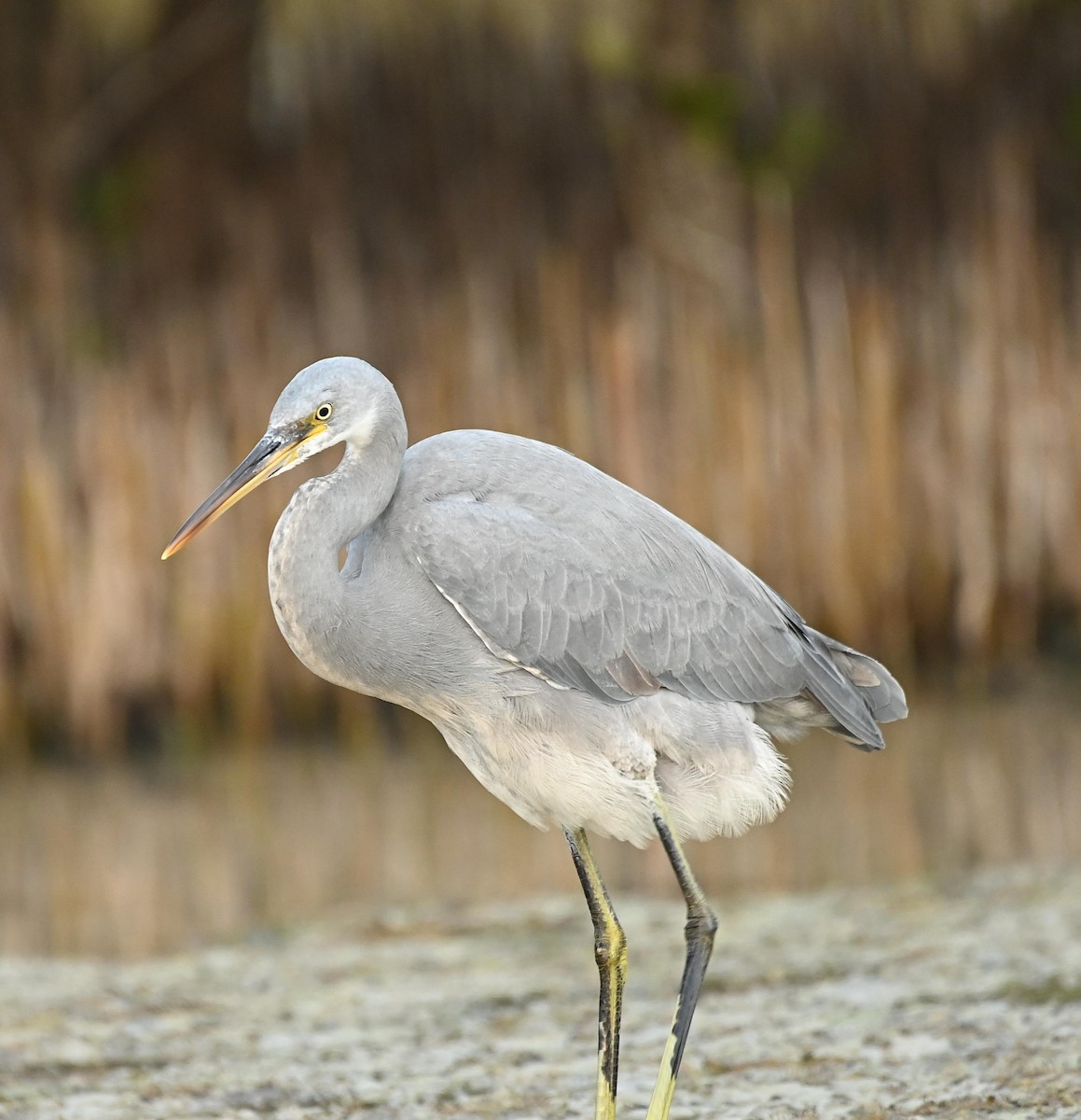 Western Reef-Heron - ML647565447