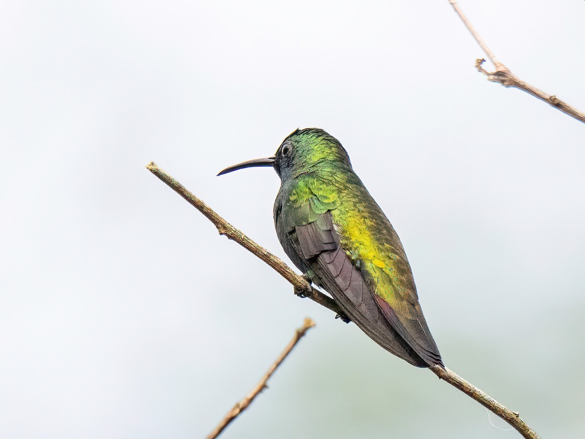 Golden-tailed Sapphire - ML647565449