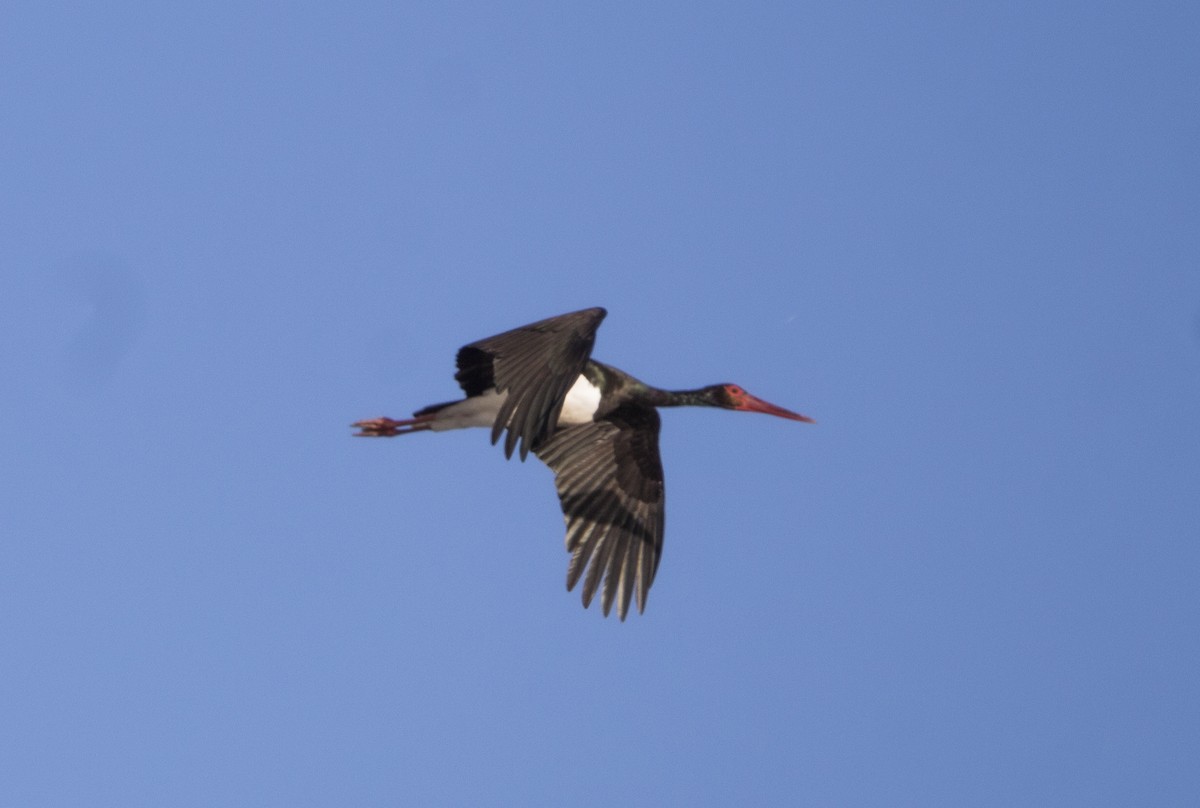 Black Stork - ML647565460
