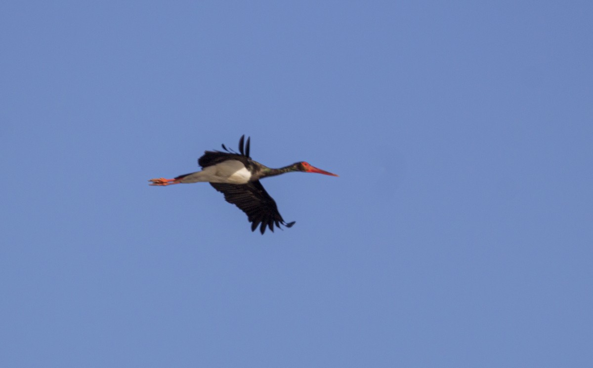 Black Stork - ML647565462