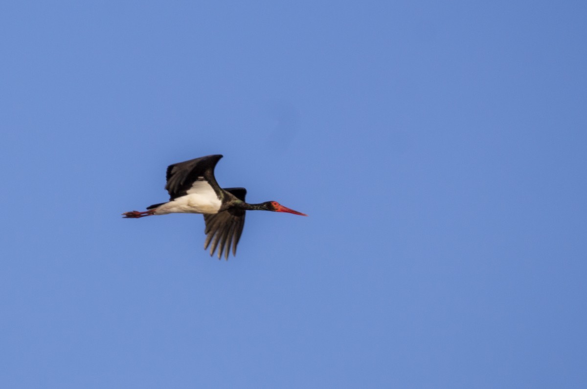Black Stork - ML647565463