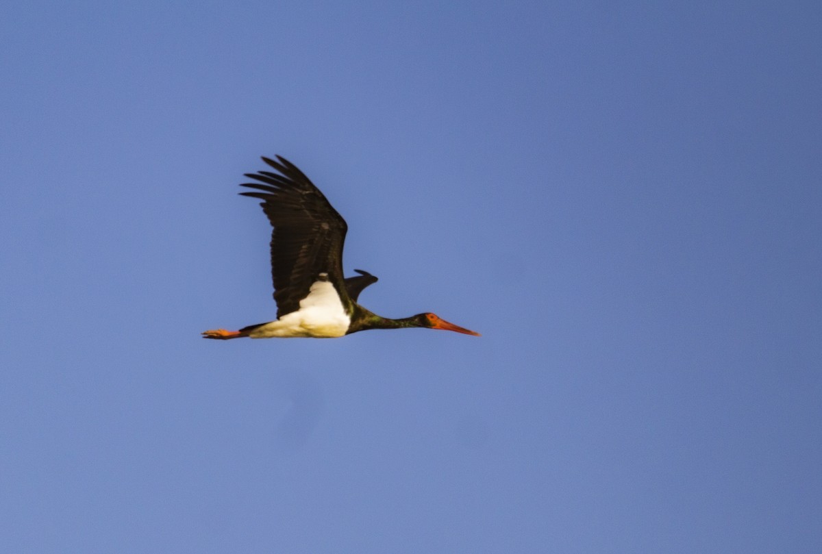 Black Stork - ML647565464