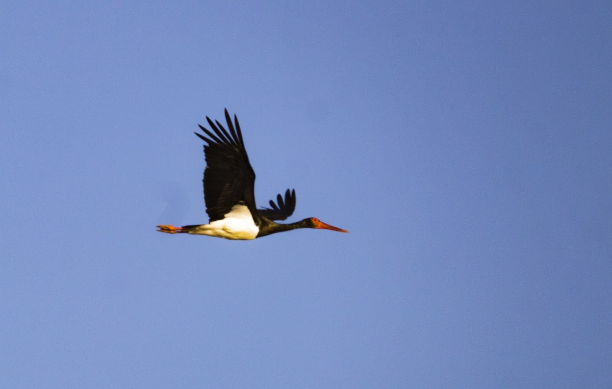 Black Stork - ML647565465