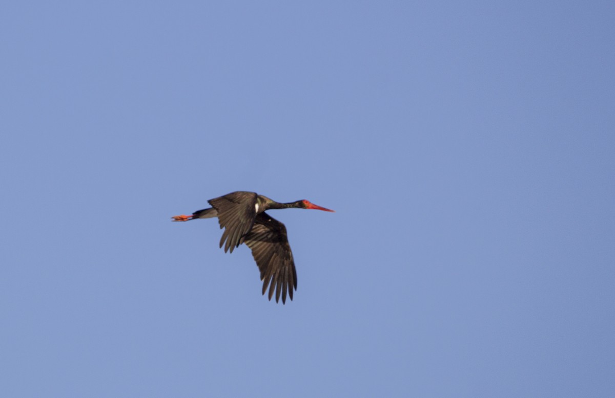 Black Stork - ML647565466