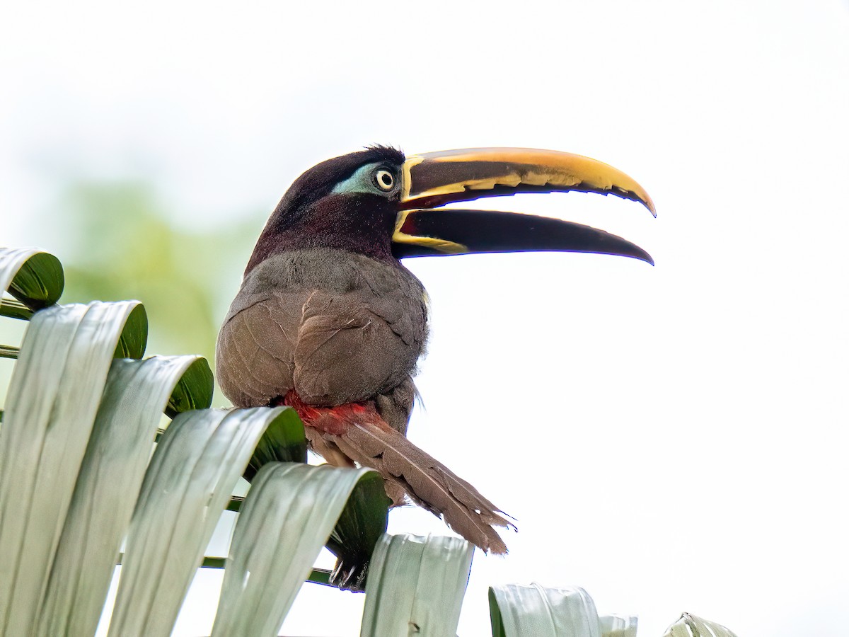 arassari hnědouchý - ML647565481