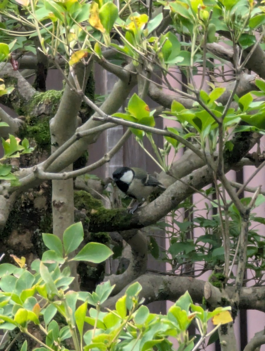 Asian Tit - ML647565482