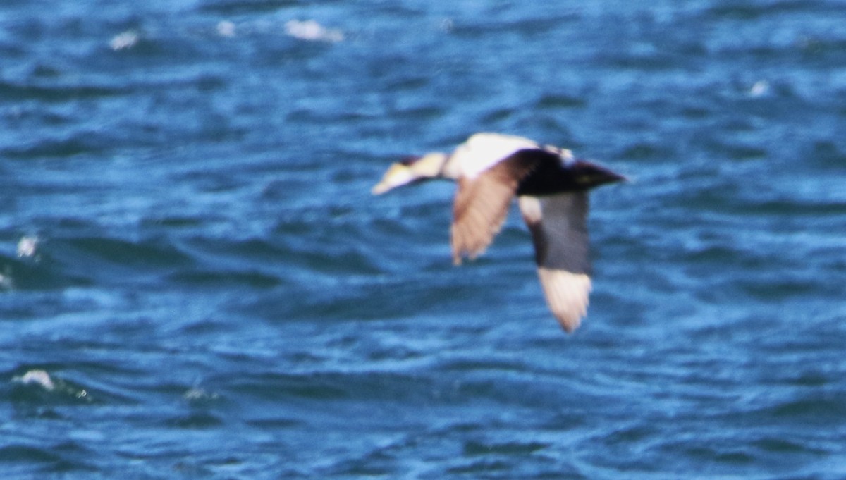 Éider Común - ML647565488