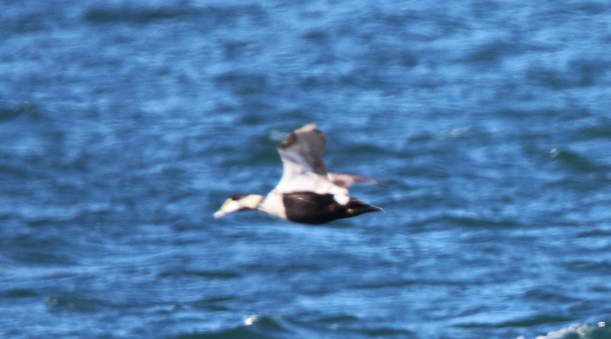 Éider Común - ML647565489