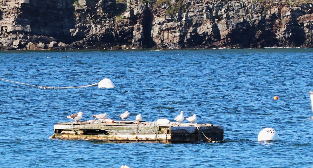 Gavión Atlántico - ML647565506