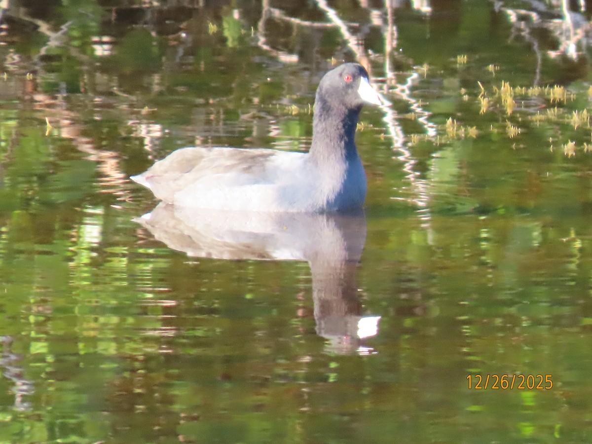 American Coot - ML647565532