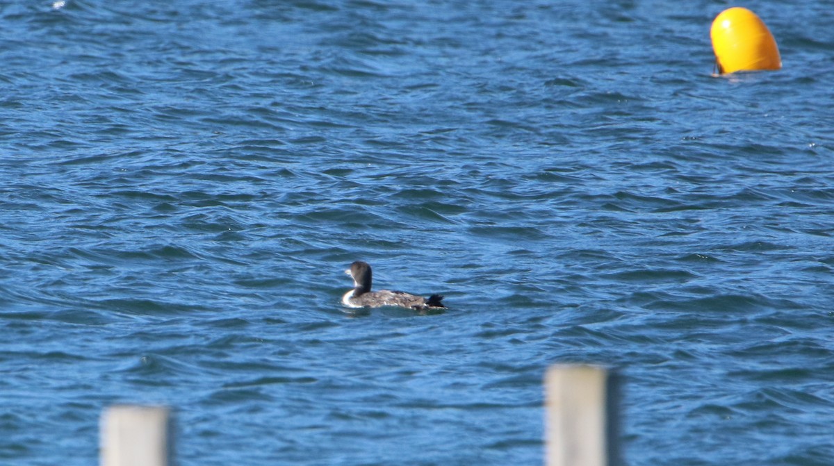 totoppskarv - ML647565534