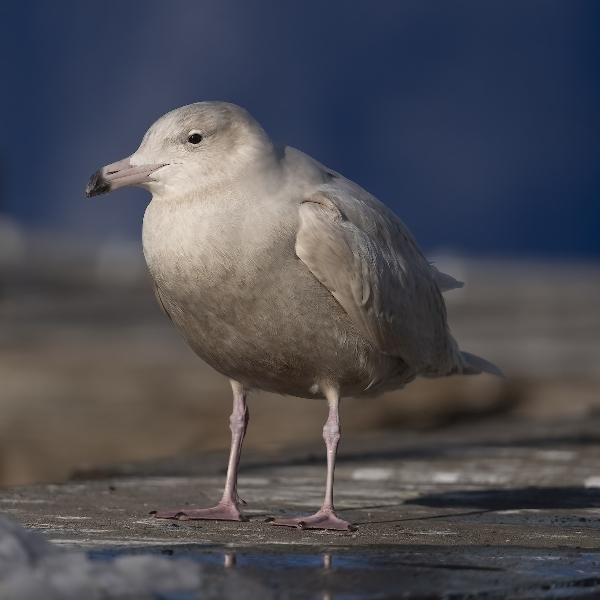 Gavión Hiperbóreo - ML647565535