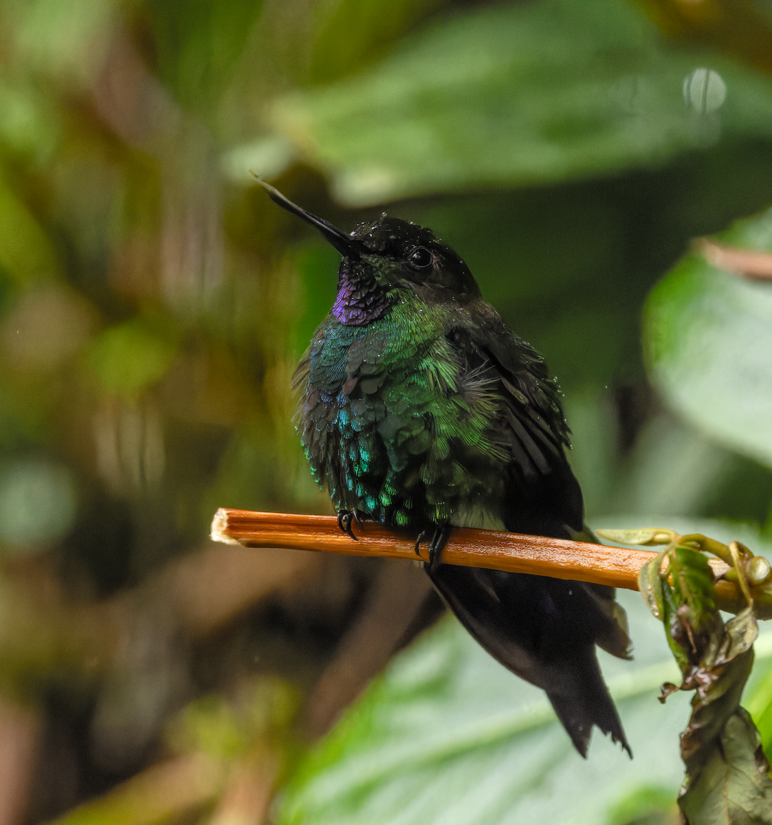 Tourmaline Sunangel - ML647565542