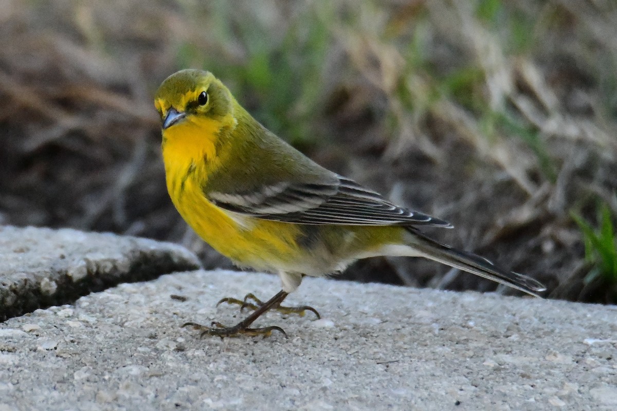 Pine Warbler - ML647565543