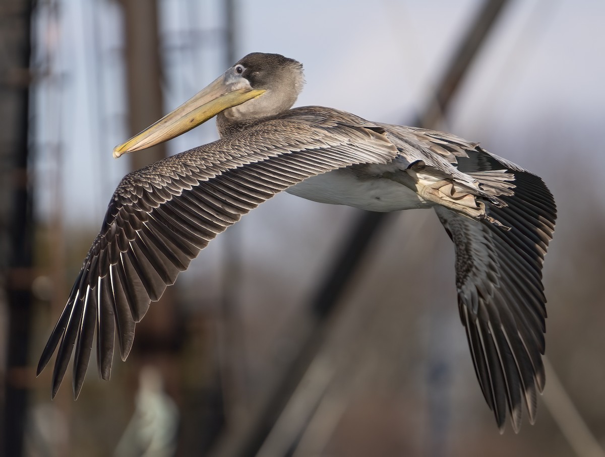 Brown Pelican - ML647565544