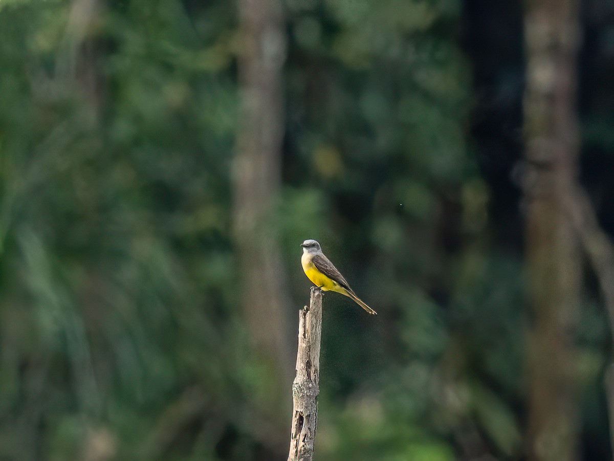 Tropical Kingbird - ML647565546