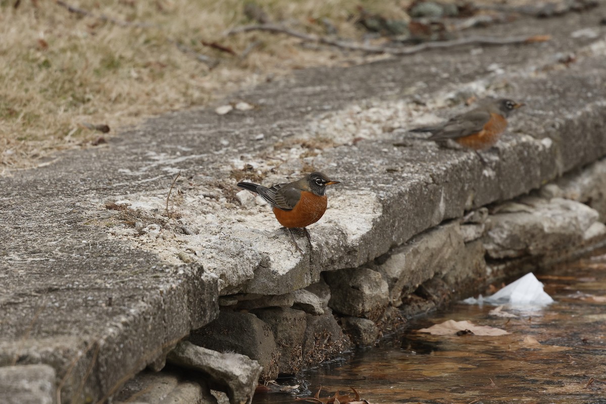 American Robin - ML647565548